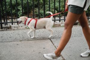 A person walking their dog on the sidewalk. Light exercise is good for the brain and helps to reduce stress. Overall, a walk is a good way to practice self-care as a foster/adoptive/kinship caregiver.